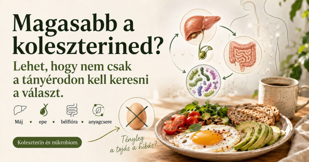 Illusztráció a magasabb koleszterin, étrend, tojás, máj, epe, bélflóra és mikrobiom lehetséges összefüggéseiről.